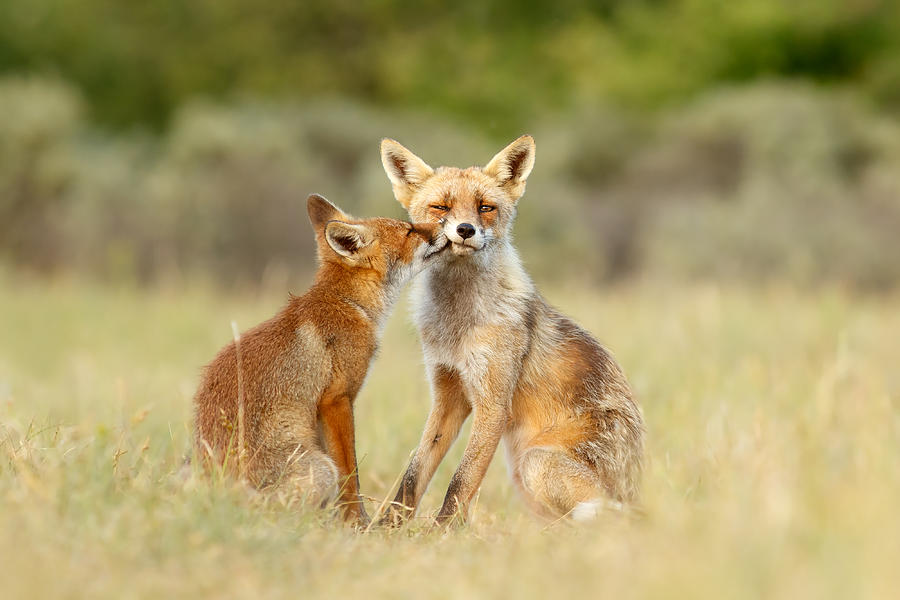 Wildlife Photograph - Thank God its Friday - Fox Love by Roeselien Raimond