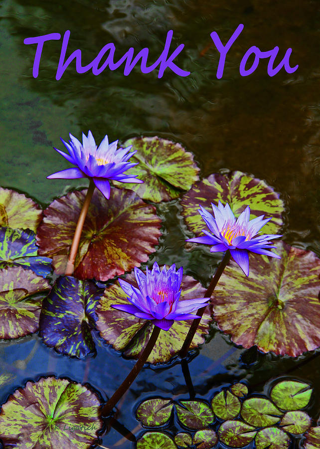 Thank You - Water Lilies Photograph by Kerri Ligatich