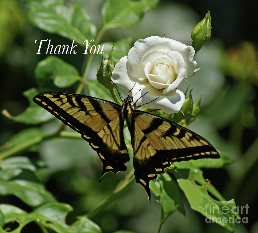 Thank You Butterfly Photograph by Debby Pueschel