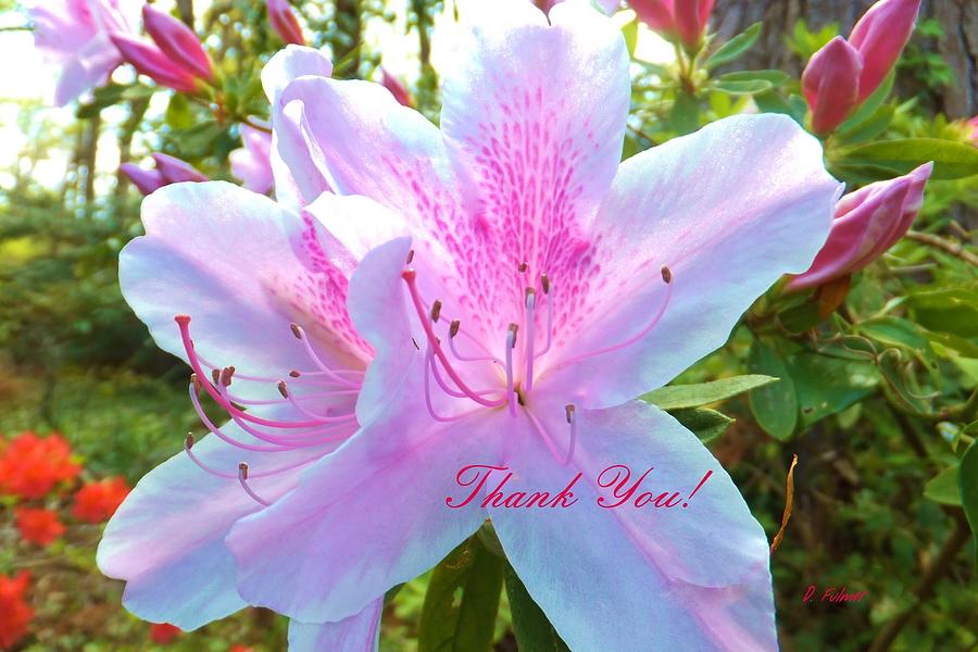 Thank You Photograph by Denise F Fulmer