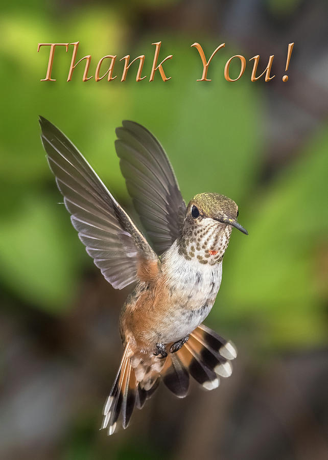 Thank You - Female Rufous Hummingbird  Photograph by James Capo