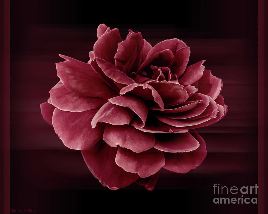 Rose Photograph - Thank You - Fine Art Photography By Ronna A. Shoham by Ronna A Shoham