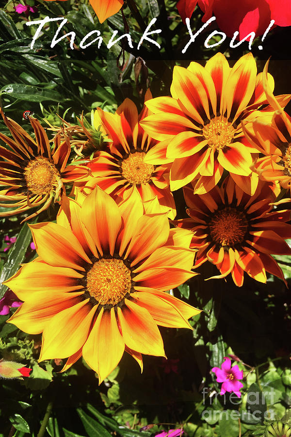 Thank You Flowers California Daisies Photograph by Rhonda Chase - Fine ...