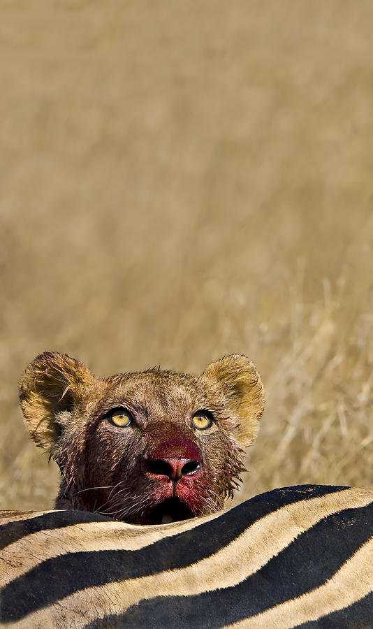 Wildlife Photograph - Thank You for our Daily Bread by Basie Van Zyl