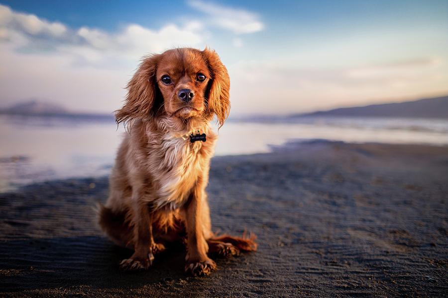 Dog Photograph - Thank You For Taking Me To The Beach by Billy Soden