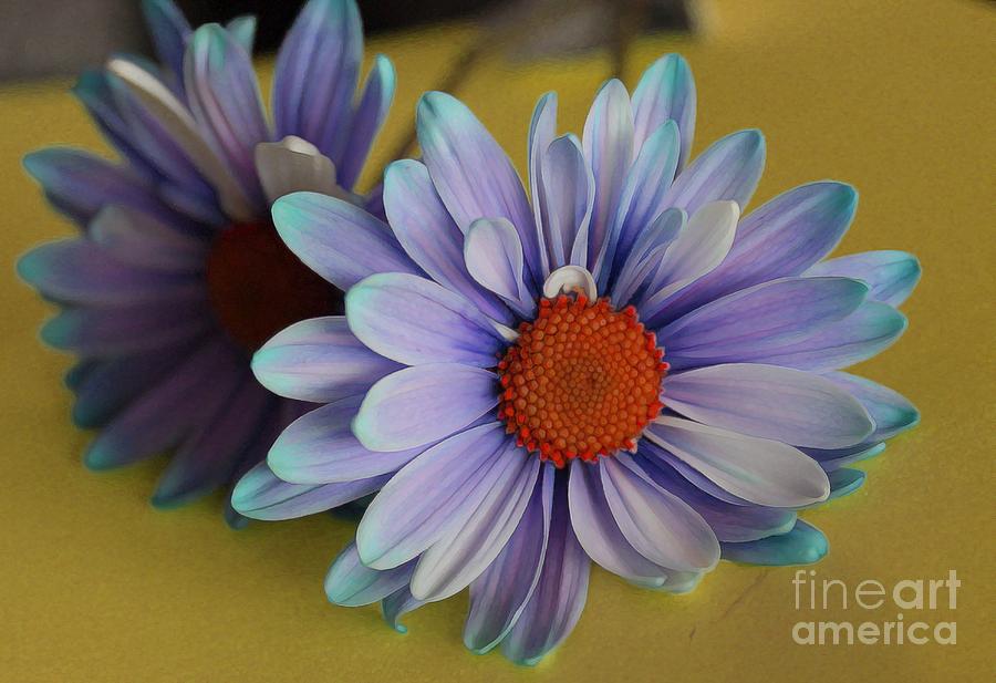 Thank you for the Blue Daisies Photograph by Rita Brown