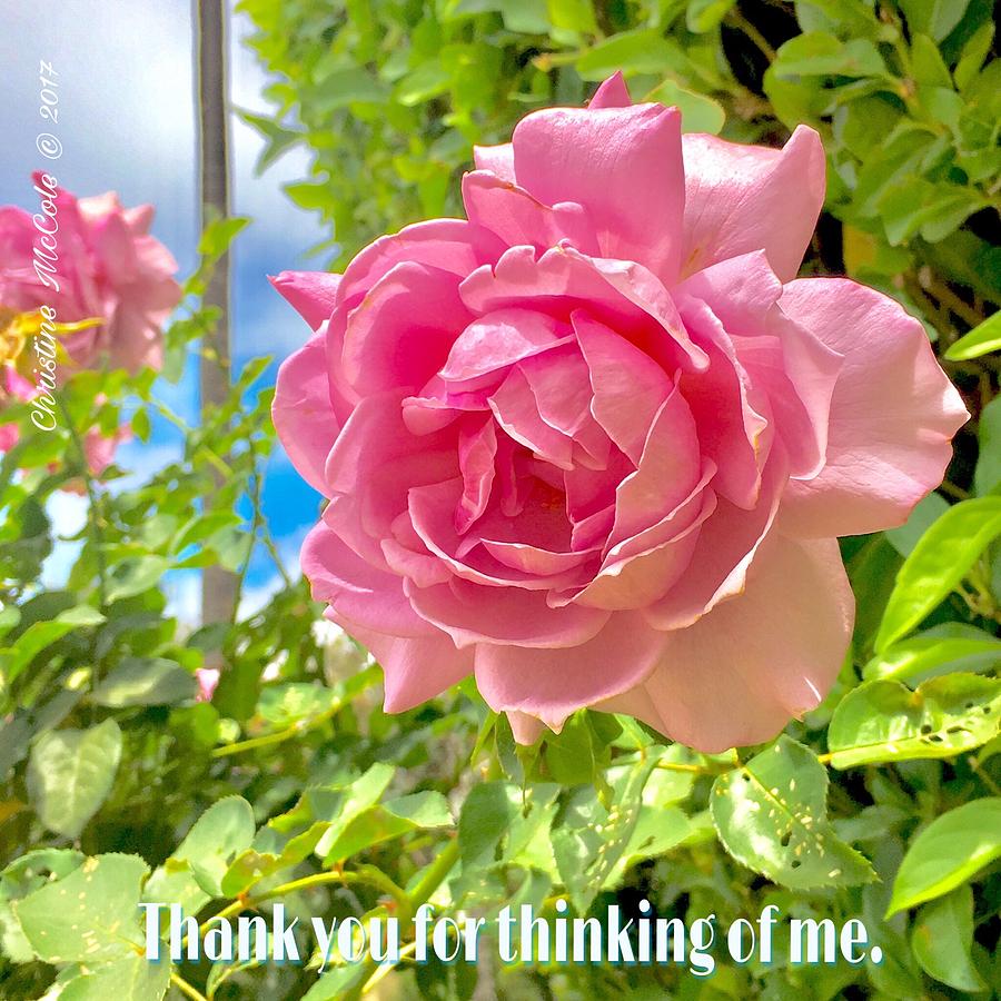 Thank you for thinking of me- Rose Photograph by Christine McCole