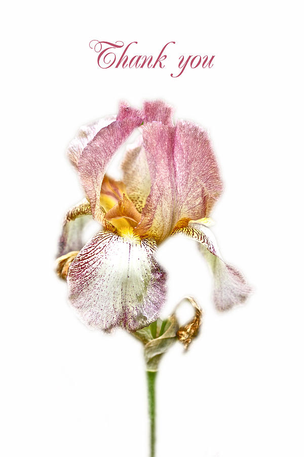 Thank You Greeting Items - Bearded Iris Photograph by Carol Senske