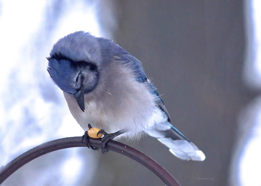 Thankful Blue Jay Photograph by Diane Lindon Coy