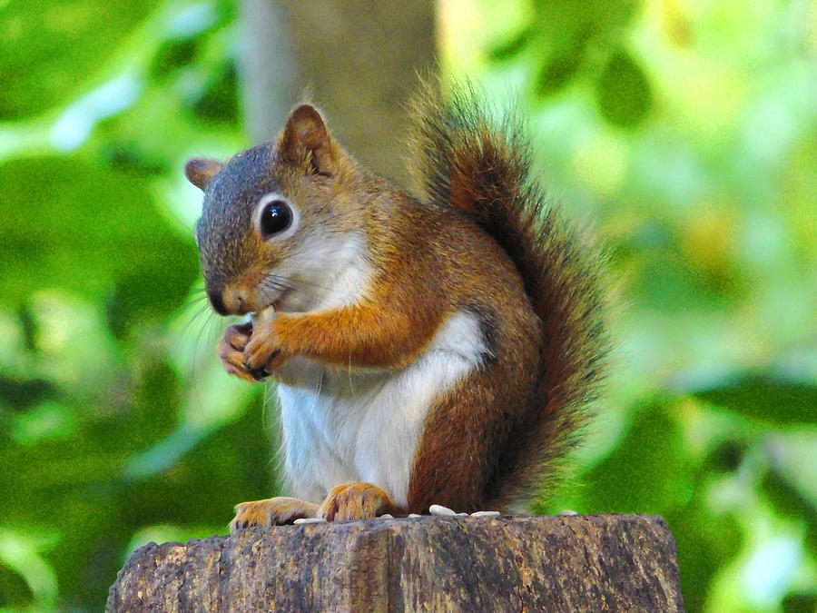 Nature Photograph - Thanks for Dinner Red Squirrel Ohio by Nancy Spirakus