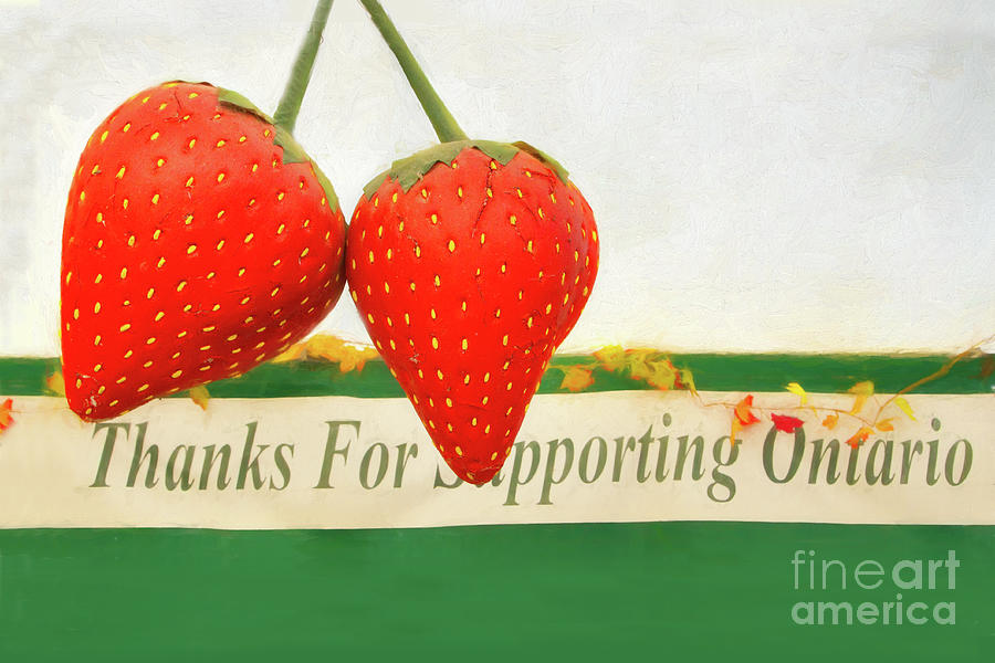 Thanks for Ontario Strawberries Photograph by Marilyn Cornwell