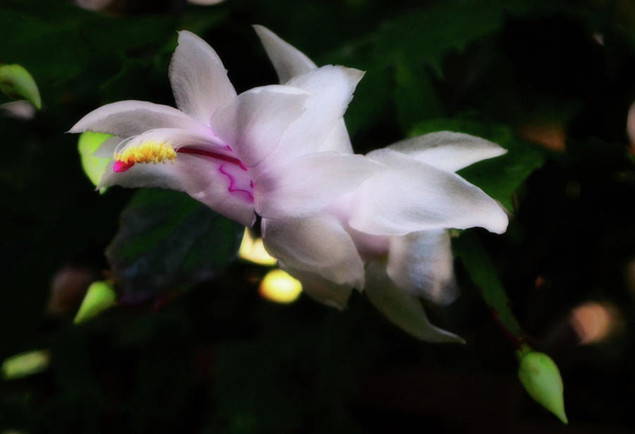 Thanksgiving Cactus 006 Photograph by George Bostian