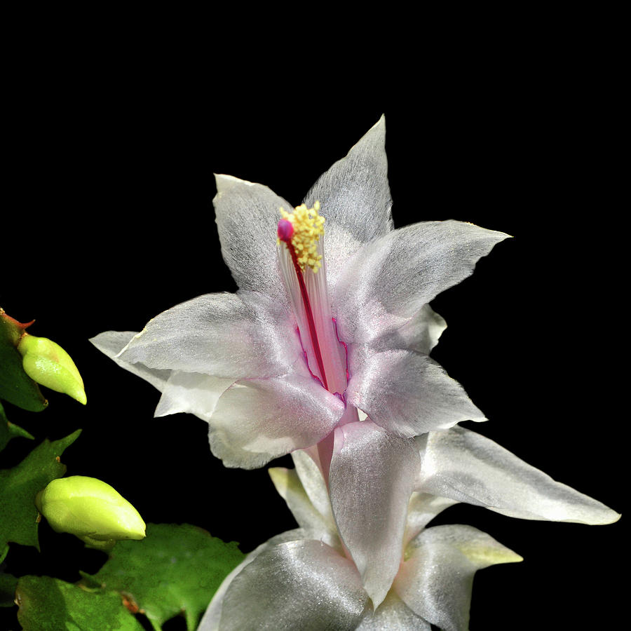 Thanksgiving Cactus 008 Photograph by George Bostian