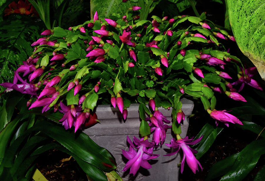 Thanksgiving Cactus 009 Photograph by George Bostian