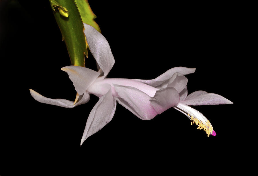 Thanksgiving Cactus 010 Photograph by George Bostian