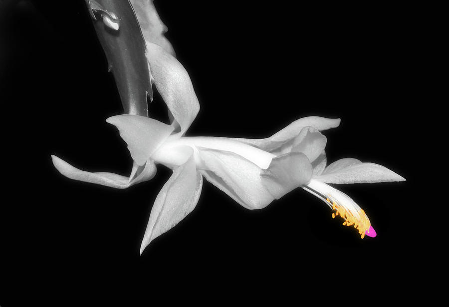 Thanksgiving Cactus 010 Selective Color Photograph by George Bostian