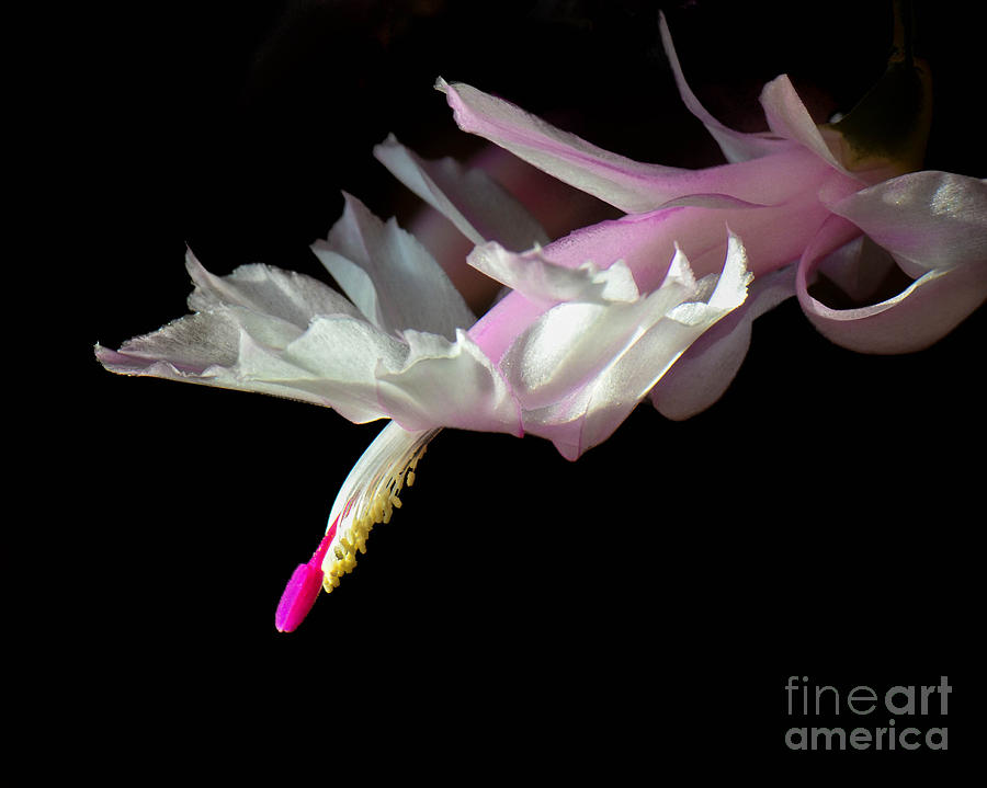 Thanksgiving Cactus in Bloom Photograph by Amy Porter