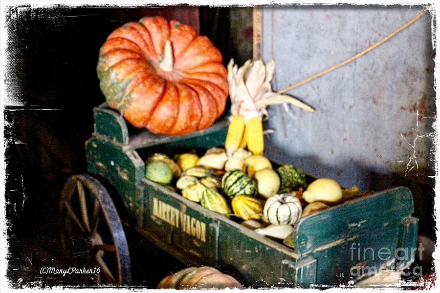  Thanksgiving  Harvest      Photograph by MaryLee Parker