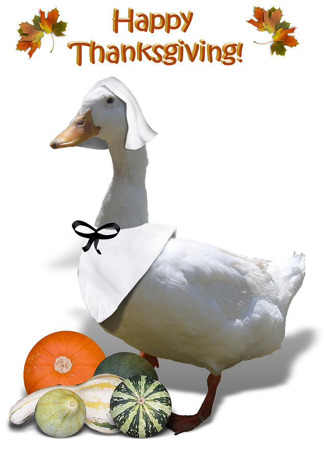 Thanksgiving Pilgrim Duck Mixed Media by Gravityx9  Designs