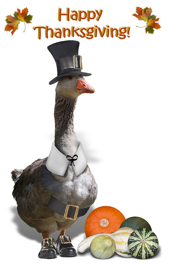 Thanksgiving Pilgrim Goose Mixed Media by Gravityx9  Designs