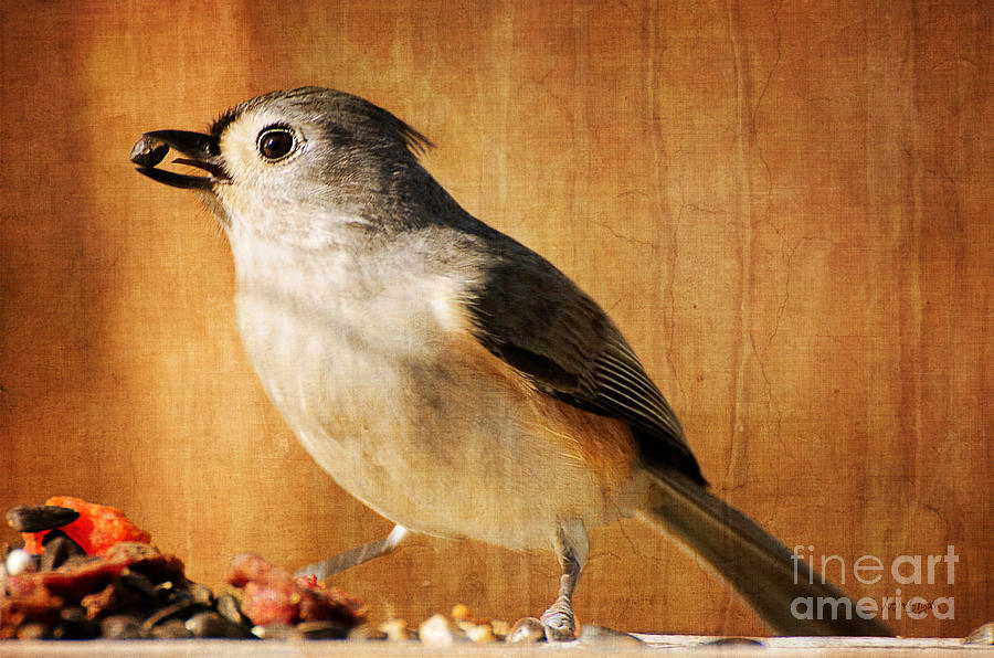 Bird Photograph - Thanksgivings Bounty by Lois Bryan