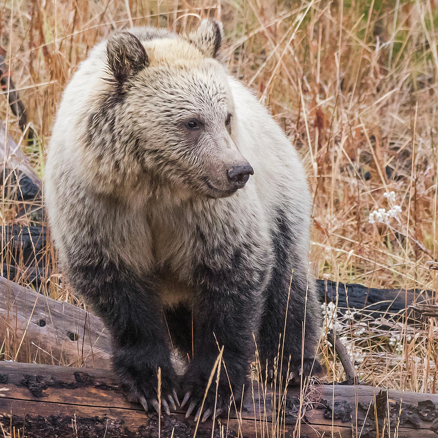 That Blonde Grizzly Cub Photograph by Yeates Photography