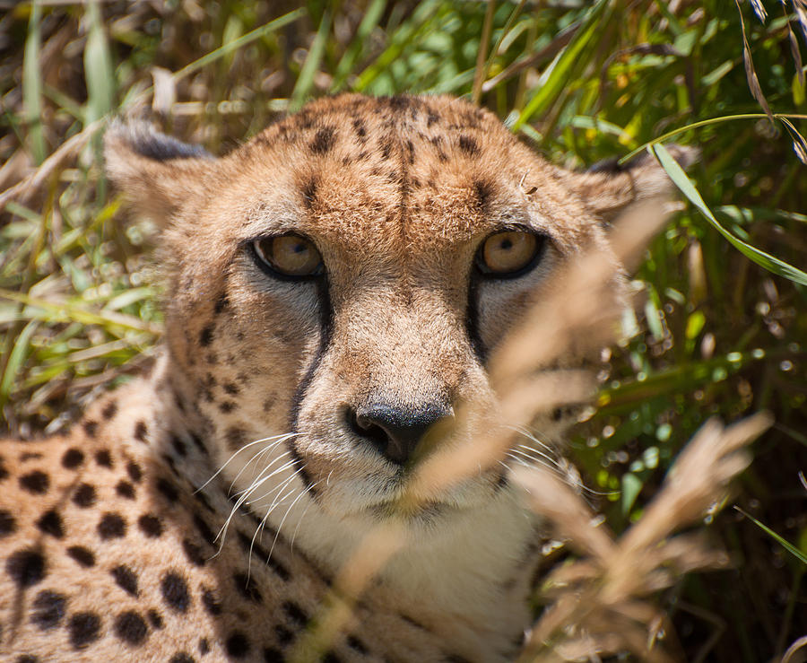 That Cheetah Look Photograph by Kevin Munro