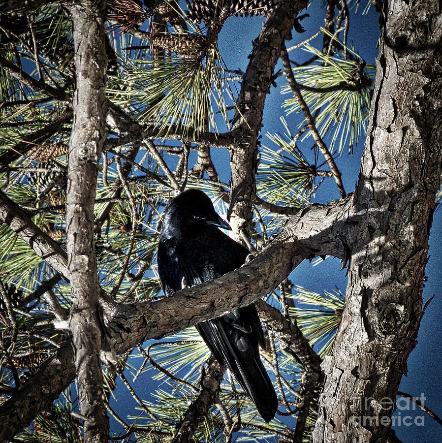 That Crow In The Backyard Photograph by Skip Willits