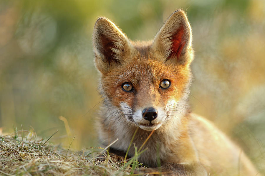 Animal Photograph - That Face - Cute Fox Kit by Roeselien Raimond