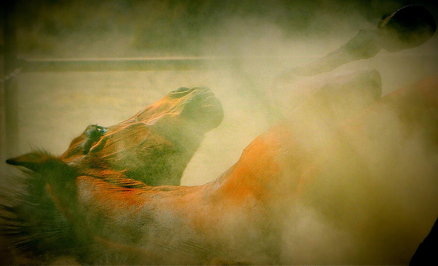 Horse Photograph - That feels so good by Barbara Dudley