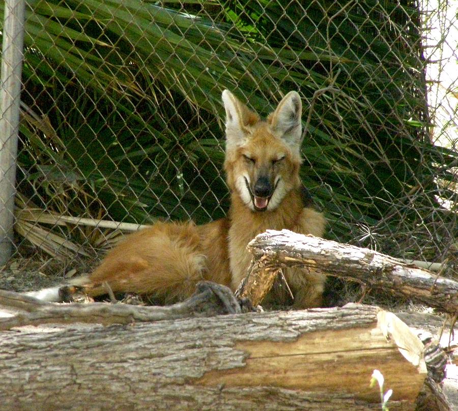That Foxy Look Photograph by Jeanette Oberholtzer