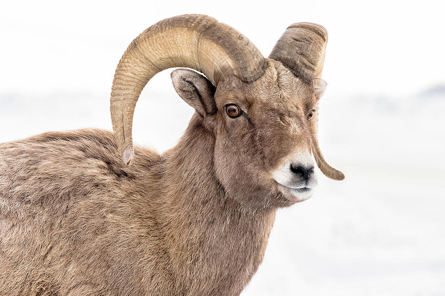 That Handsome Ram Photograph by Yeates Photography