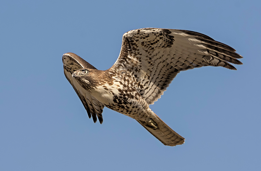 That Hawk Look Photograph by Loree Johnson