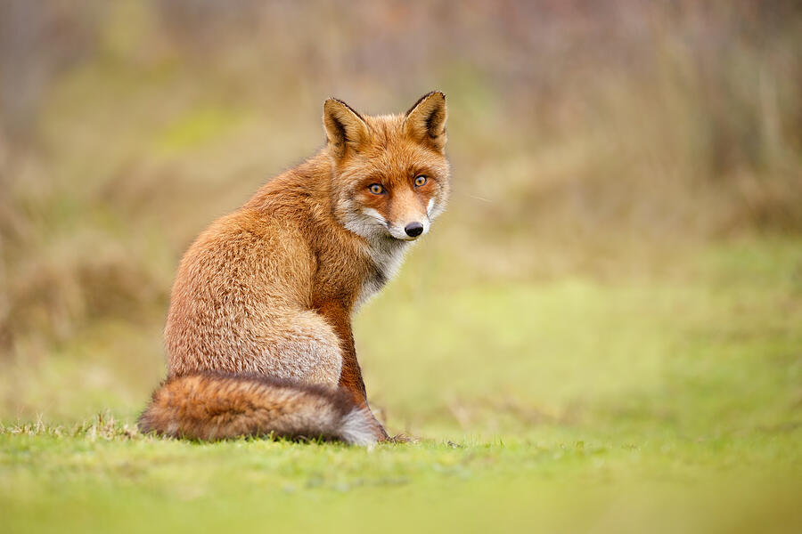 Fox Photograph - That Look - Red fox Male by Roeselien Raimond