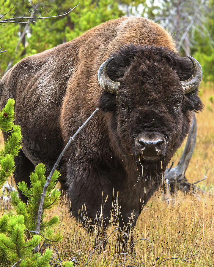 That Massive Bison Bull Photograph by Yeates Photography