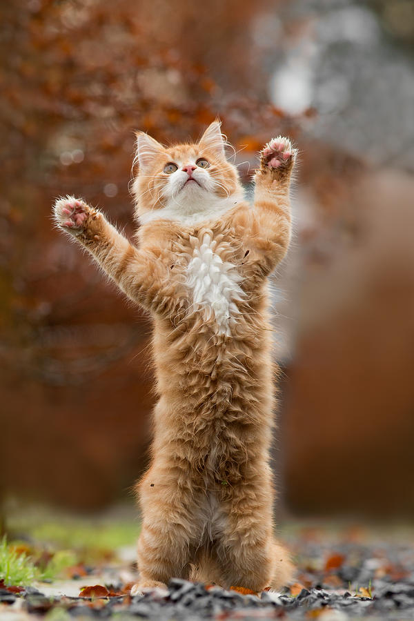 Cat Photograph - That Mouse Was This Big -Red Haired Kitten by Roeselien Raimond