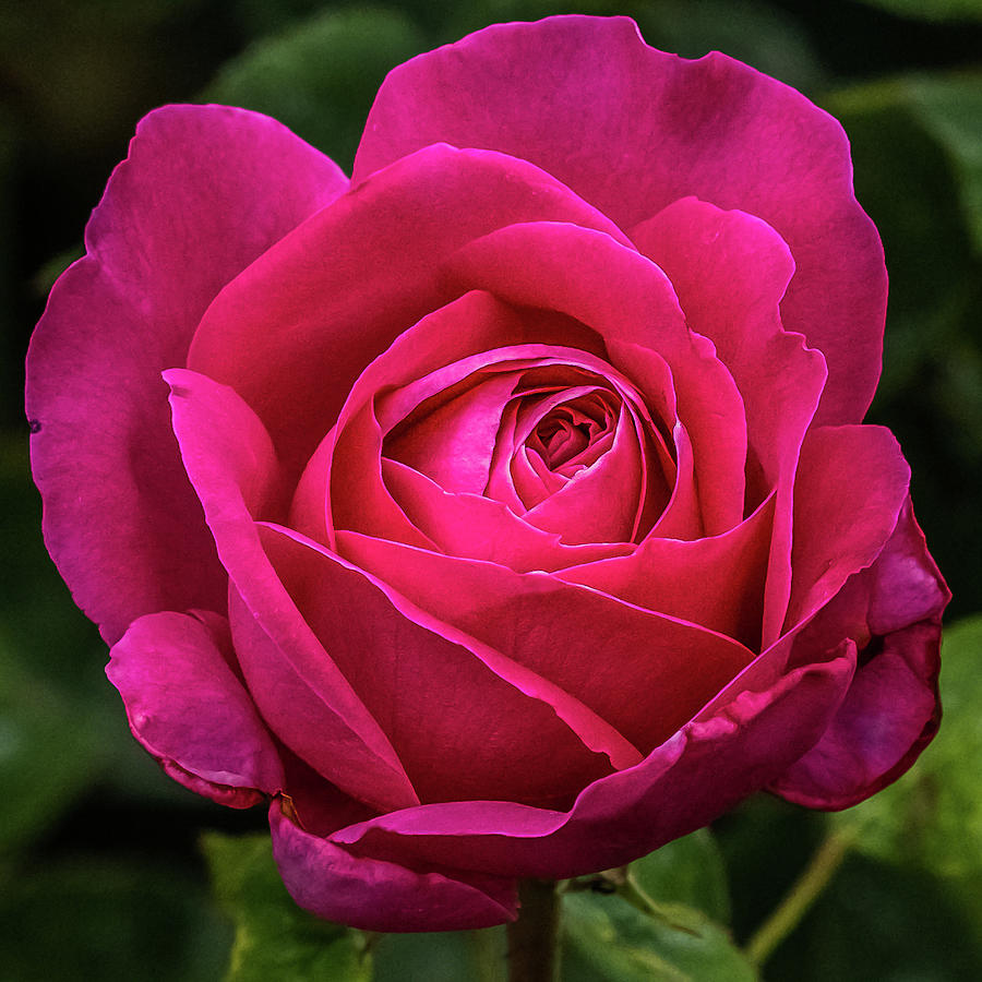 That Perfect Pink Rose Photograph by Yeates Photography