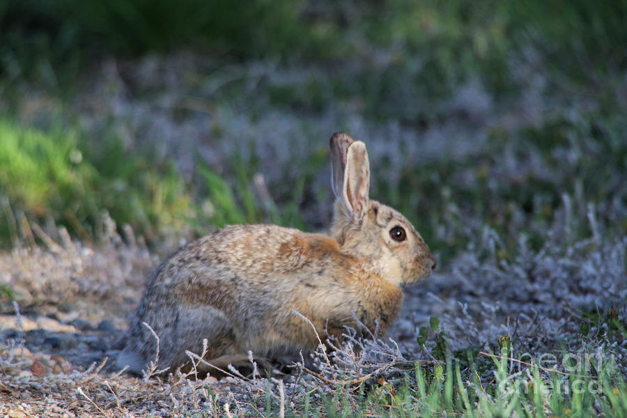 That pesky wabbit Photograph by Jeff Swan