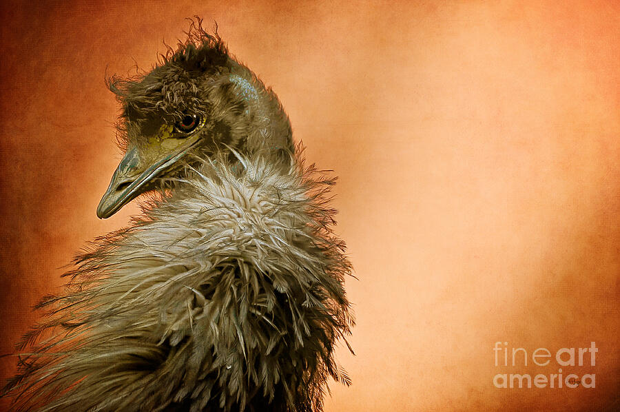 Emu Photograph - That Shy Come-Hither Stare by Lois Bryan Emu Photograph - That Shy Come-Hither Stare by Lois Bryan