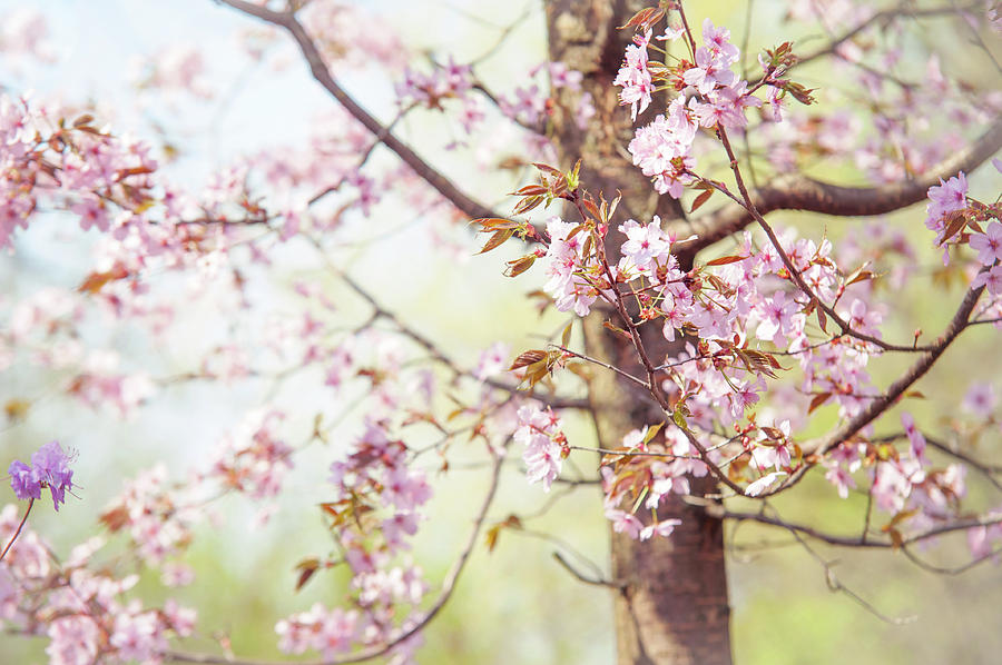 That Tender Joyful Spring Photograph by Jenny Rainbow