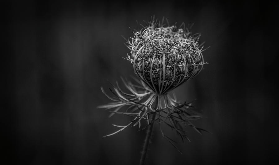 That Thistle Photograph by Ray Congrove
