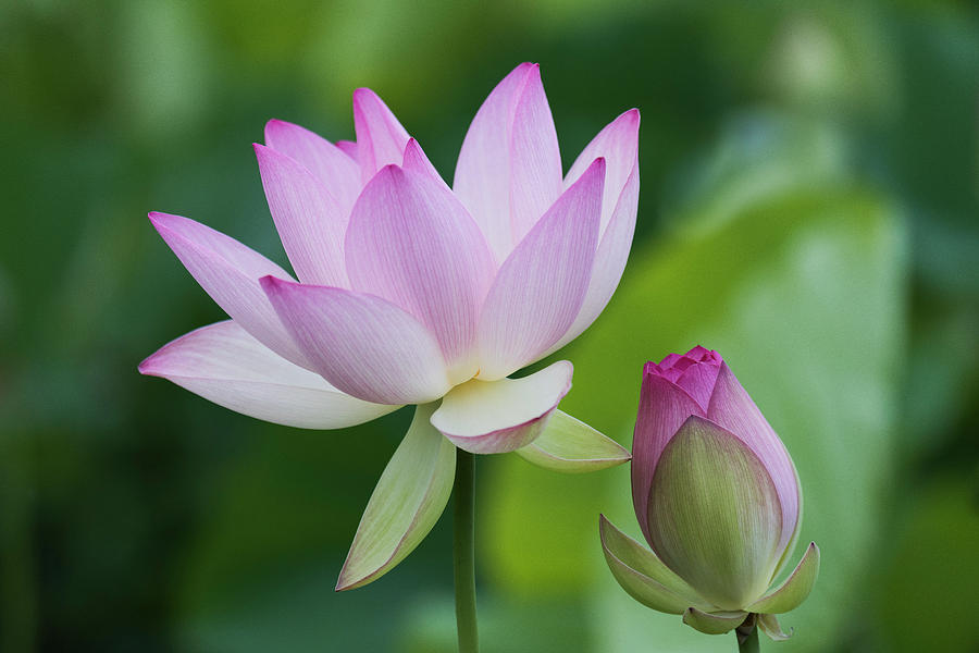 Affectionate Lotuses Photograph by Dennis Kowalewski