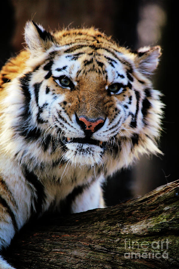 That Tiger Look Photograph by Karol Livote