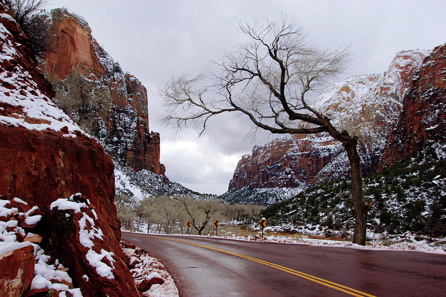 That Tree in Zion Photograph by Daniel Woodrum