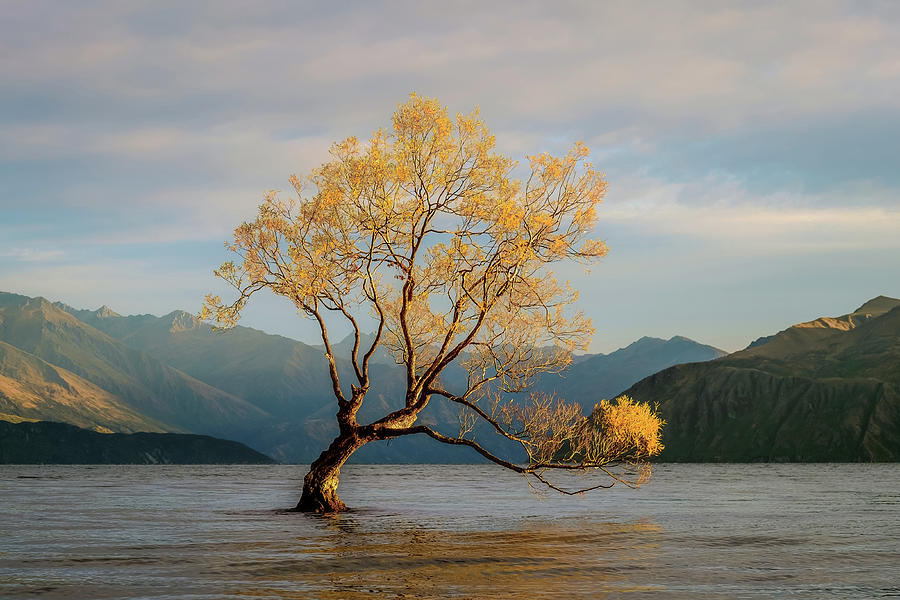 That Wanaka Tree Photograph by Ahmad Rafique Saahari - Pixels