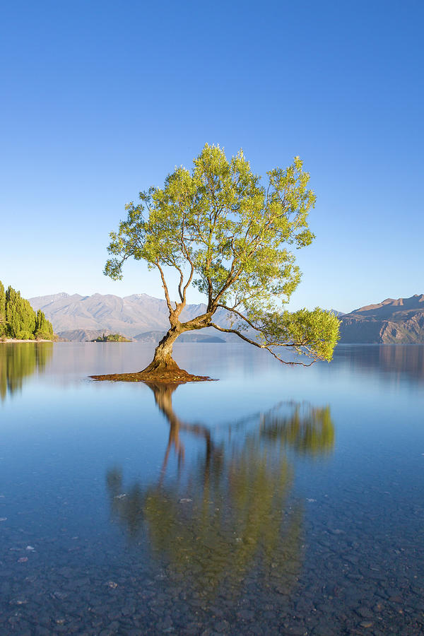 That Wanaka tree Photograph by Darren Patterson - Pixels