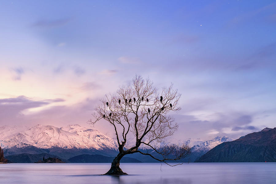 New Zealand Photograph - That Wanaka Tree by Jose Maciel