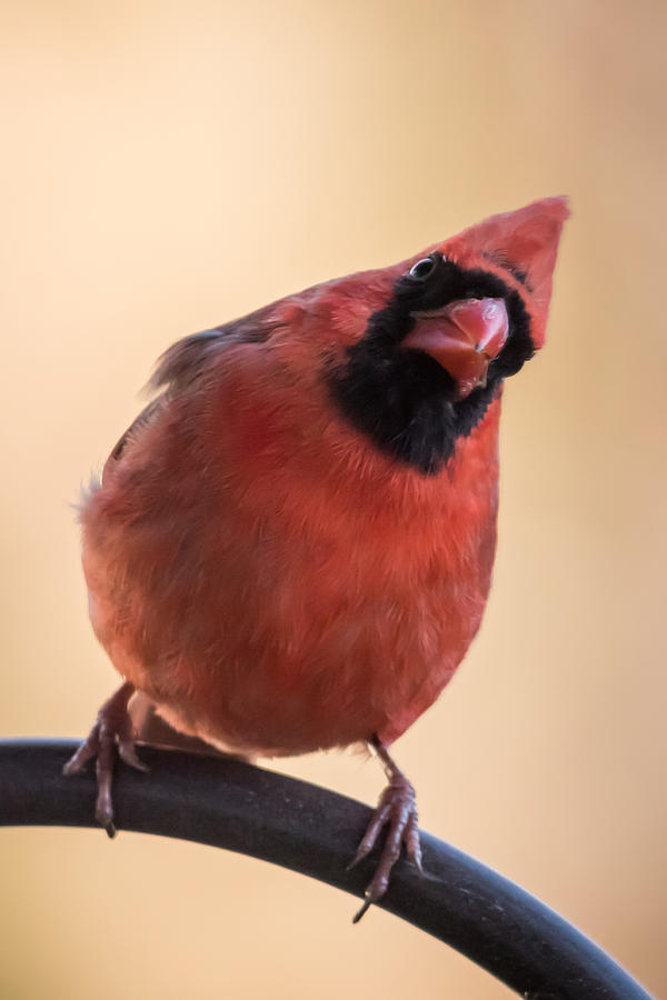 That Way Male Cardinal NJ Photograph by Terry DeLuco