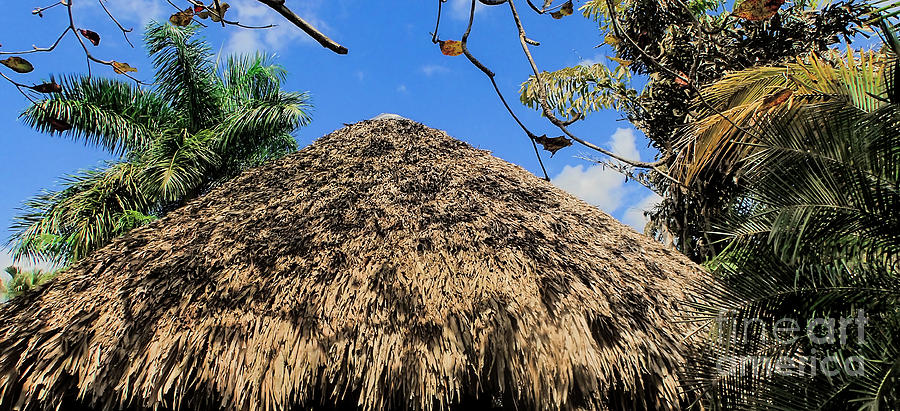 Thatched Roof Hut in Jamaica Photograph by David Oppenheimer