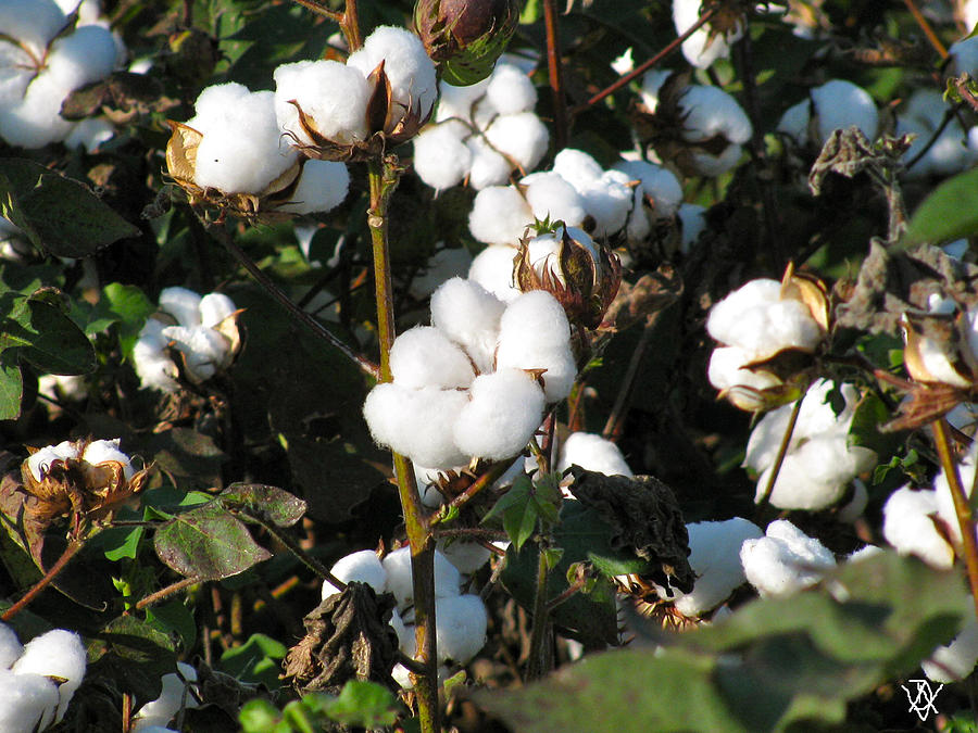 Cotton Plant Photograph - Thats A Cotton Boll by Debra     Vatalaro